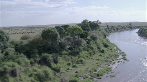 Wildebeest Savanna River Migration. A scenic view travels over a herd of wildebeest in Africa. The scene captures the powerful creatures running through the savannas of the region. 