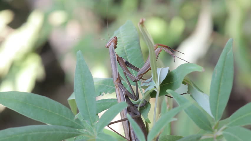 Insect outdoor (Mantis Religiosa) 