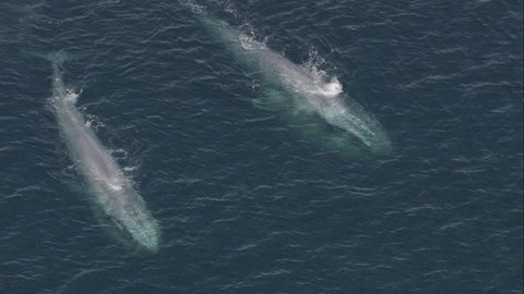 Two Blue Whales Ocean. Two large blue whales are swimming in the ocean.