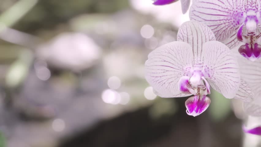 Orquidea Flower Stock Video Footage - 4K and HD Video Clips | Shutterstock