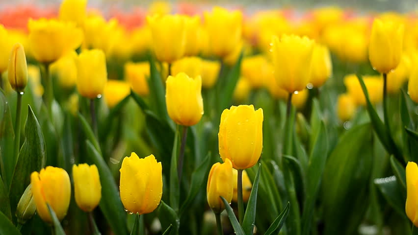Multi Yellow Coloured Tulips On Stock Footage Video (100% Royalty-free ...