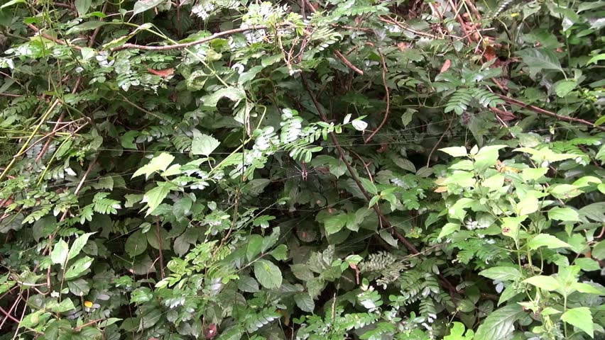Golden silk orb-weaver spider (genus Nephila), genus araneomorph. Also called golden orb-weavers, giant wood spiders, or banana spiders. Known for the large and beautiful webs they weave. 2/3