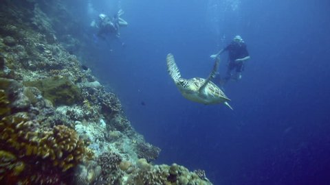 BUNAKEN ISLAND, SULAWESI, INDONESIA - DEC 29: Green sea turtle and scuba divers beside vertical reef wall on December 29, 2013 in Bunaken Island, Sulawesi, Indonesia