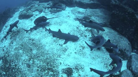 Whitetip reef sharks (Triaenodon obesus) swarm around a female ready to mate in the Pacific Ocean. This species is a common shark found on reefs from the Indo-Pacific to Central America.