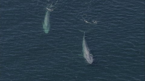 Two large blue whales are swimming in the ocean.