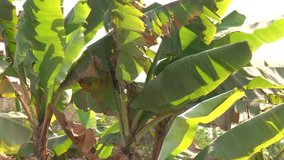video footage of banana plants in the desert, Lima, peru