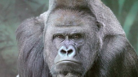 Closeup portrait of a gorilla male, severe silverback, watching his numerous family. Menacing expression of the great ape, the most dangerous and biggest monkey of the world. 