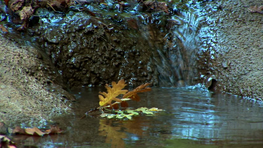 Yellow leaves lay on the water in the creek