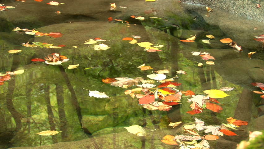 Falling Leaves in the water