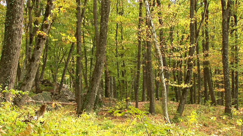 Falling leaves in autumn wood-2