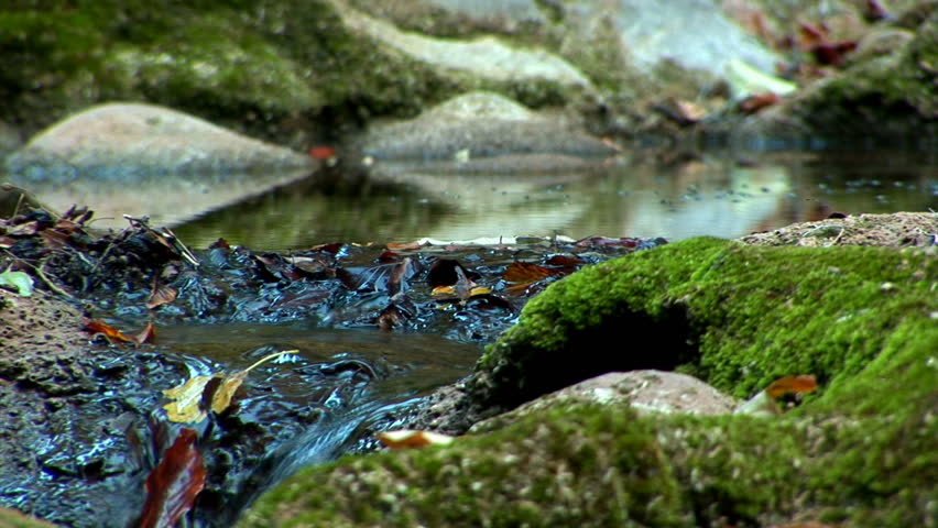 Zoom out forest stream-1