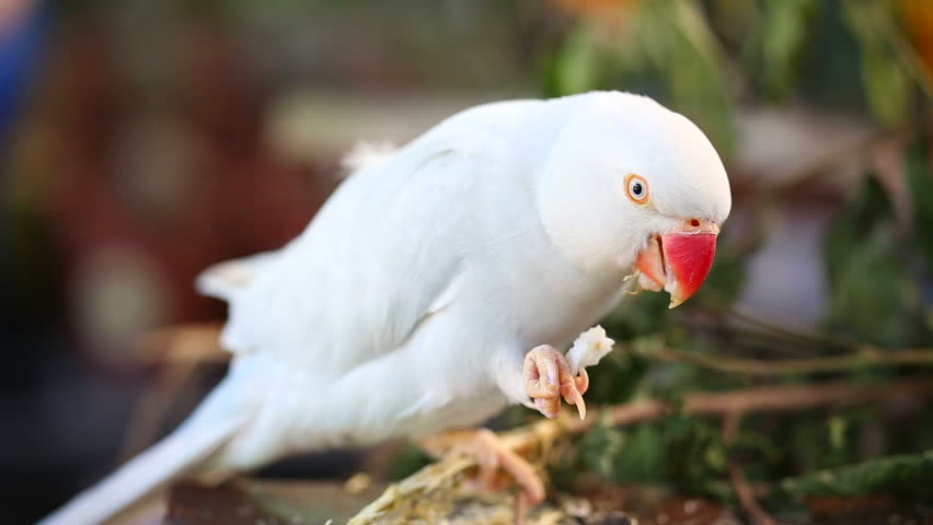 conure parrot