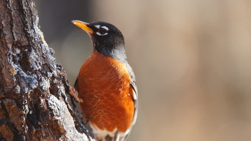 American Robin (Turdus migratorius), also known as the robin, is a migratory songbird of the thrush family. Slow-motion, 1/2 natural speed.