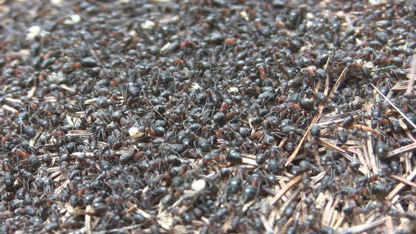 Ants building a nest