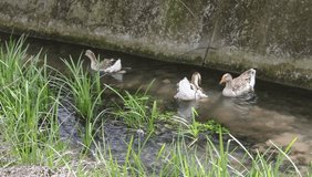 Duck, Duck, Goose. Ducks and goose swimming in water