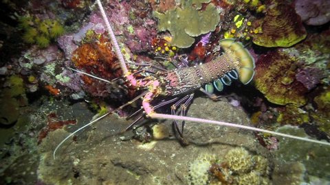 Tropical Rock Lobster (Painted and Ornate) walking underwater at night in Bunaken National Park, north Sulawesi