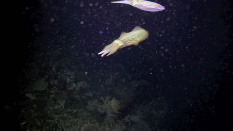 Squid swimming underwater at night attracted by light, Bunaken National Park, north Sulawesi