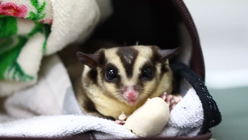 raising a sugar glider
