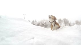 Active beagle puppy bury oneself into snowdrift slow motion video