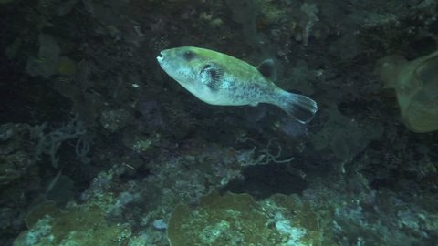 Large pufferfish swimming against strong current in Bunaken National Park, north Sulawesi