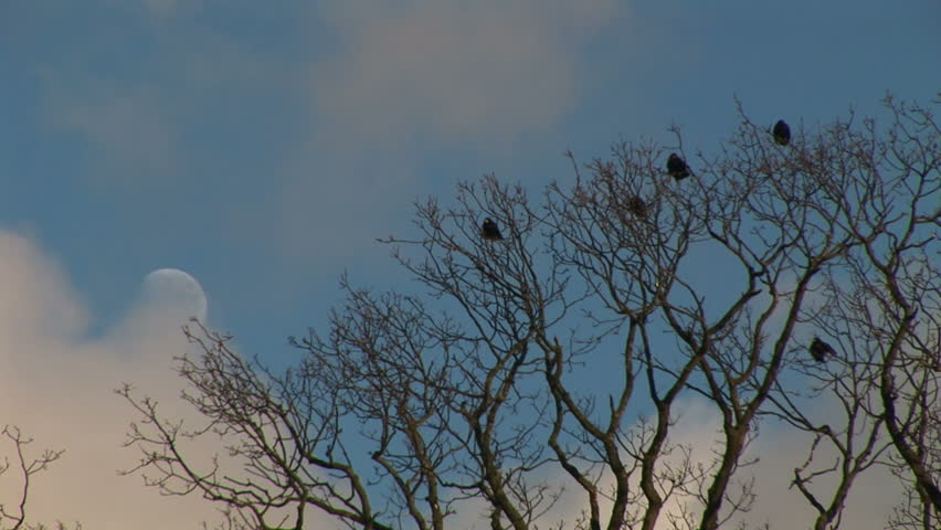 Crows Gather In A Tree Stock Footage Video (100% Royalty-free) 5485646 ...