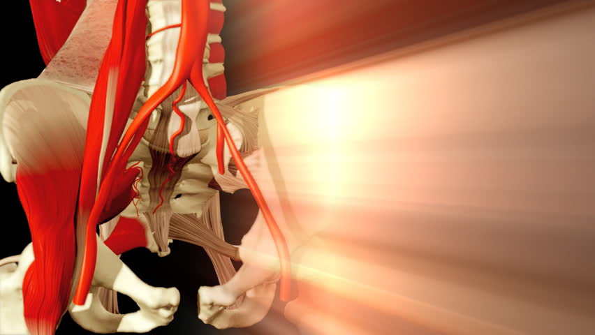 3D animation illustrating the human anatomy,hip