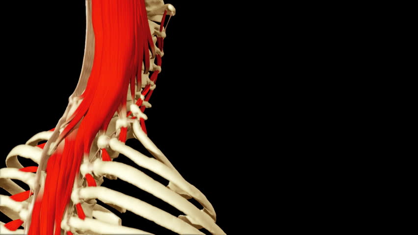 3D animation illustrating the human anatomy,neck muscles