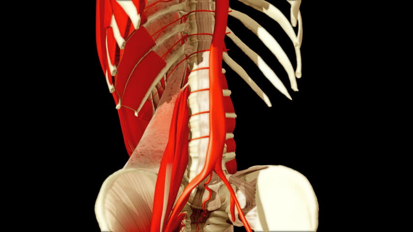 3D animation illustrating the human anatomy,torso