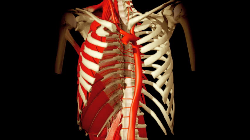 3D animation illustrating the human anatomy,torso ribs and muscles