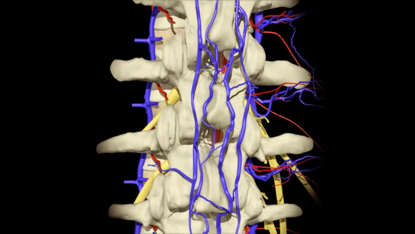 3D animation illustrating the human anatomy,human spine