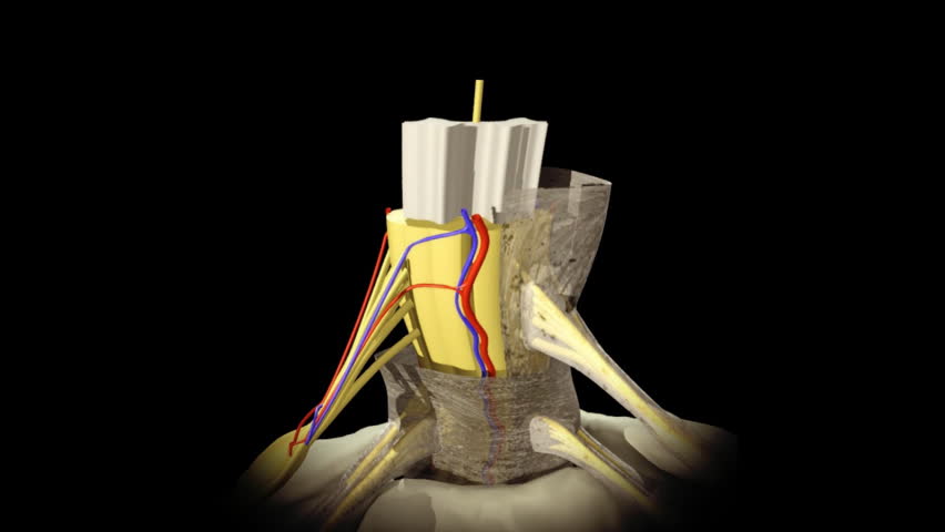3D animation illustrating the human anatomy,vertebrae section