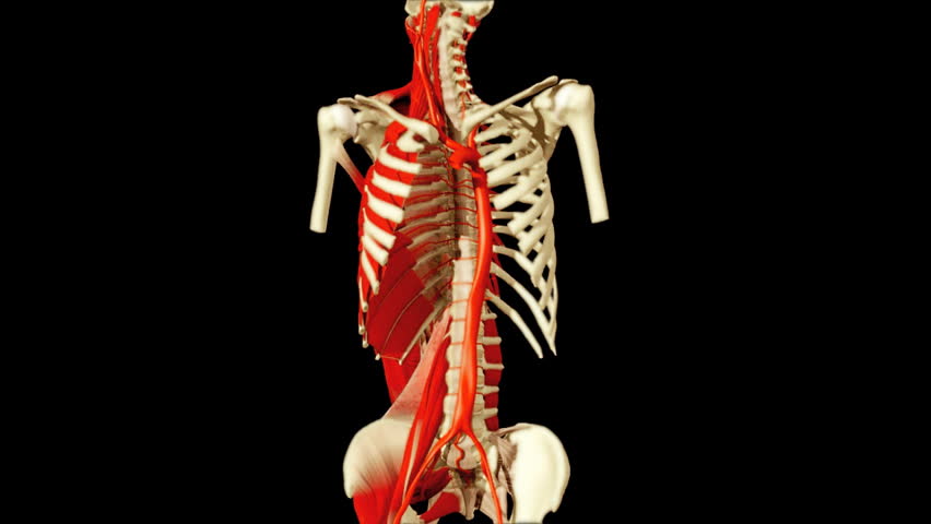 3D animation illustrating the human anatomy,skeleton muscles