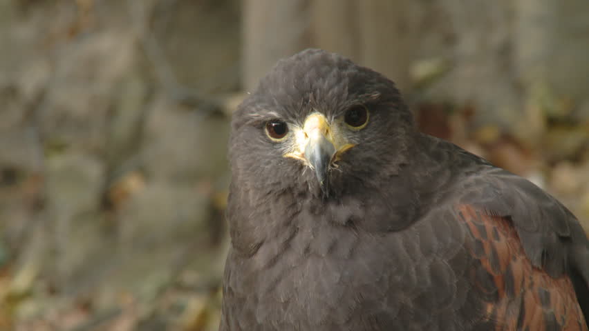 Close up portrait of a wild screaming hawk 
