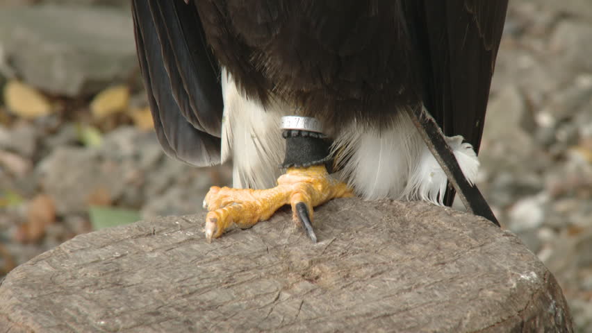 Close up portrait of a wild hawk 