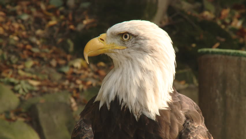 Close up portrait of a wild eagle 