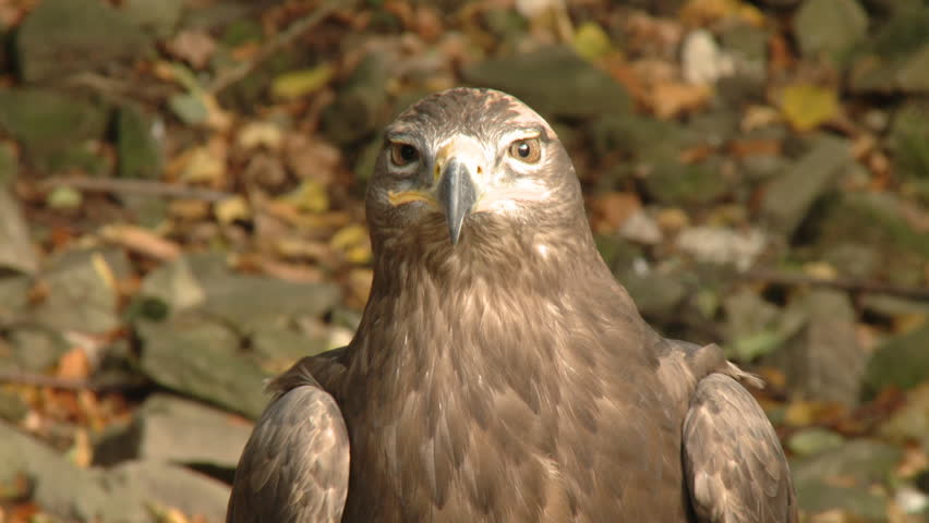 Close up portrait of a wild falcon 