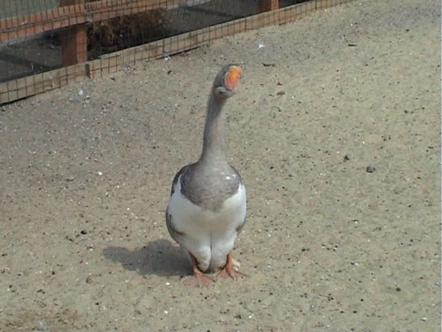 Goose