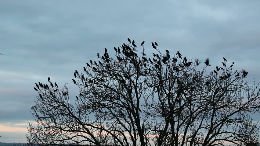 flock crows circling sky Stock Footage Video (100% Royalty-free ...