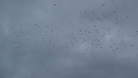 A flock of crows circling in the sky