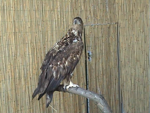 Eagle on a branch