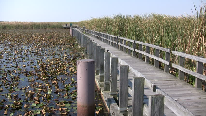 A boardwalk winds it way through the Canadian wetlands. This marsh was shot at Point Pelee National Park in Ontario, Canada. 