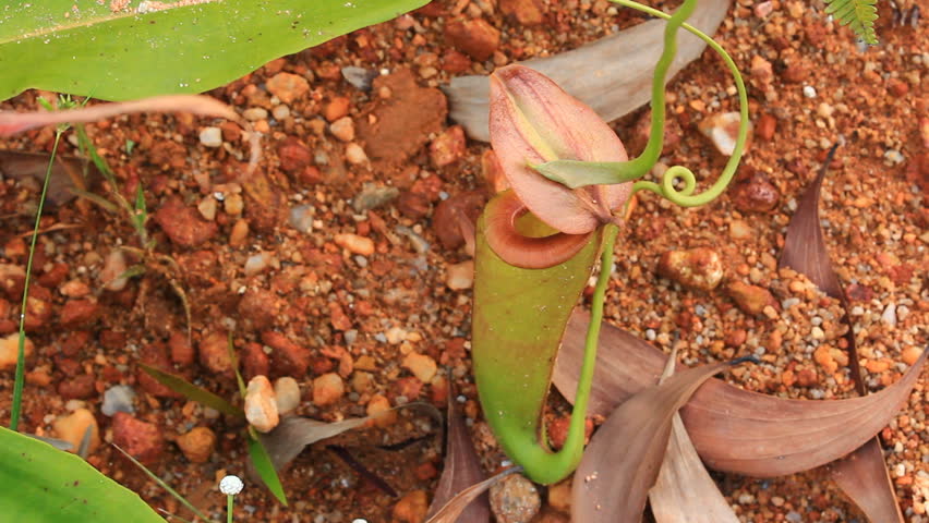 Pitcher plant