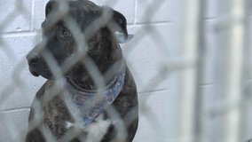 Sad Pit bull puppy dog eyes nervous in shelter behind fence depressed wanting to be rescued and adopted to new home stock video clip 1080 1920x1080 HD