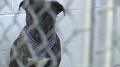 Sad Pit bull puppy dog eyes nervous in shelter behind fence depressed wanting to be rescued and adopted to new home stock video clip 1080 1920x1080 HD