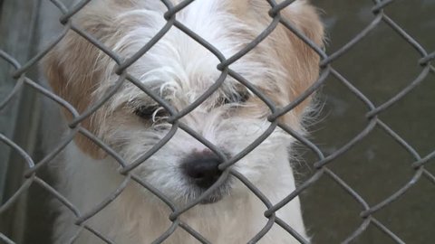 Sad puppy dog in shelter behind fence depressed in slow motion high definition full 30 second commercial production stock video clip 1080 1920x1080 HD