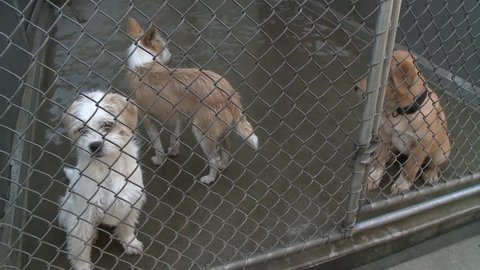  Adorable sad puppy dogs  in shelter behind fence depressed  at animal shelter hoping to be rescued and adopted stock video clip 1080 1920x1080 HD