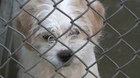 Sad puppy dog eyes in shelter behind fence depressed  hoping for rescue and adopt stock video clip 1080 1920x1080 HD Stock Video