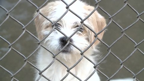 Sad crying puppy dog eyes in shelter behind fence depressed  stock video clip 1080 1920x1080 HD