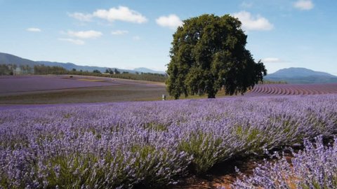 dolly shot of rows of lavender plants on a commercial plantation in northern tasmania