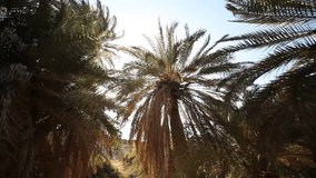 video footage of palm trees in crete, greece